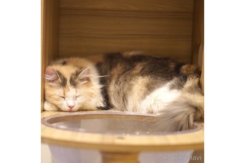 もなかちゃん1枚目